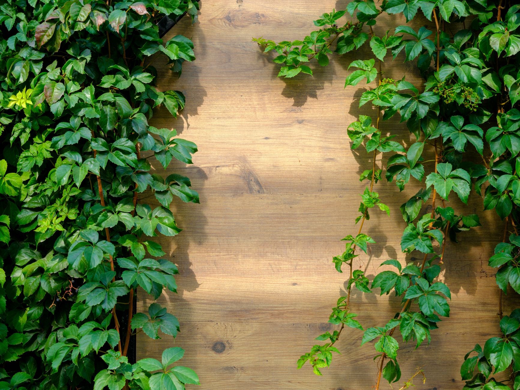 Rich green ivy climbing against a wooden garden fence, creating a lush and vibrant natural backdrop.