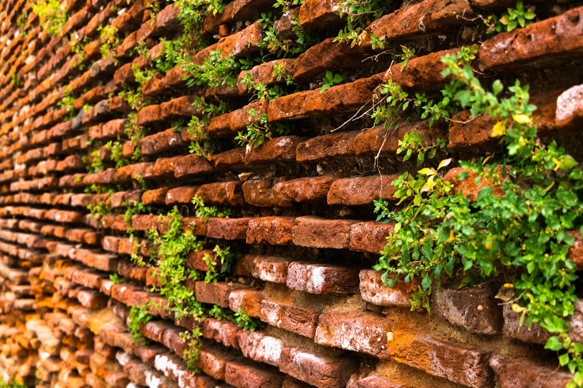 Close-up of an aged red brick wall with green plants in Toulouse, France, highlighting its rustic charm.