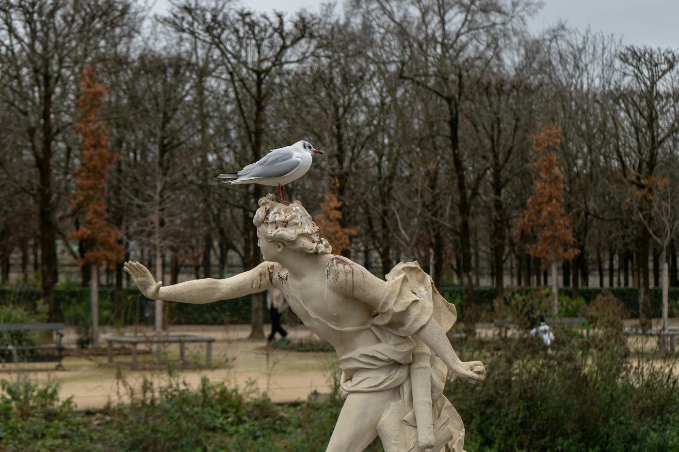 Seagull perched on a statue in a Paris park on a cloudy day, showcasing nature's harmony.